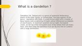 Dandelion plant 2 puslapis