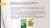 Dandelion plant 5 puslapis