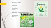 Dandelion plant 6 puslapis