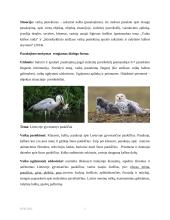 Pasakojimo pagal objektą situacijoje Lietuvoje gyvenančius paukščius organizavimas 2 puslapis