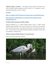Pasakojimo pagal objektą situacijoje Lietuvoje gyvenančius paukščius organizavimas 3 puslapis