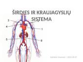 Širdies ir kraujagyslių sistema (skaidrės)
