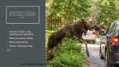 Automobilių susidūrimai su laukiniais gyvūnais Lietuvoje 6 puslapis
