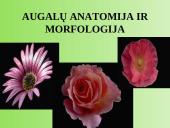 Augalų anatomija ir morfologija (skaidrės) 1 puslapis